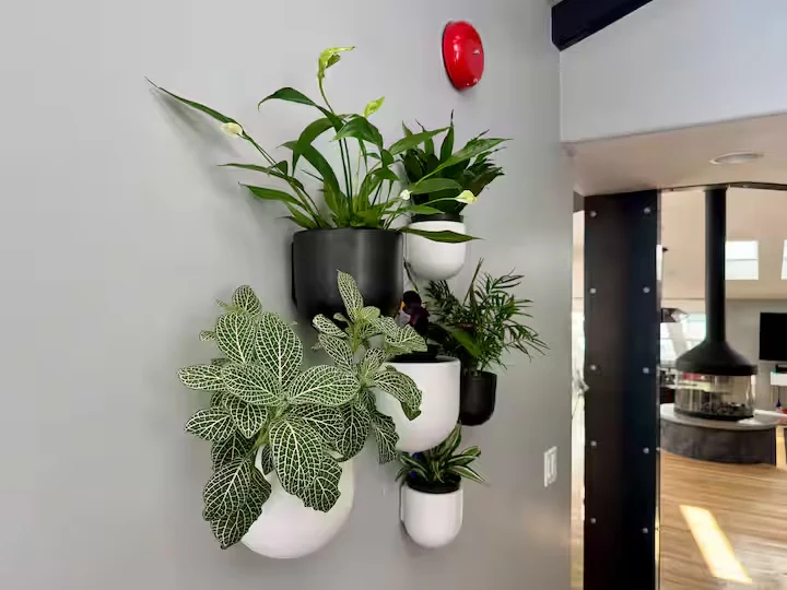 Green plants in black and white wall-mounted pots beside an opening onto the fireplace